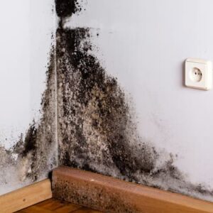 How To Get Rid of Black Mold