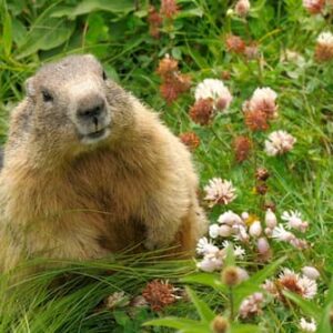 How To Get Rid of Groundhogs